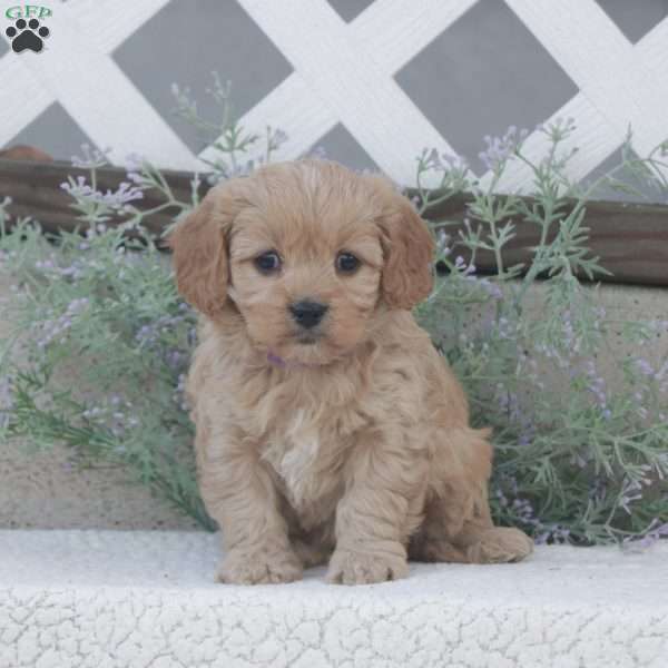 Honey, Cavachon Puppy